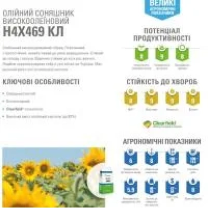 Солнечный подсолнечник Н4Х469 КЛ - Н4Х413 КЛ