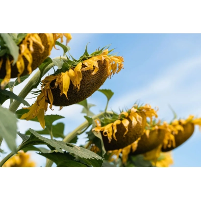 Солнечные цветы на фоне голубого неба - Н4Х422 КЛ