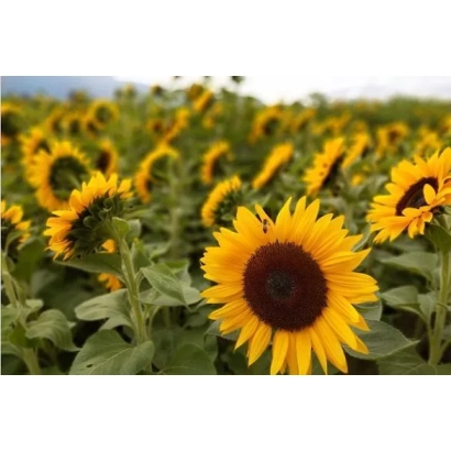 Поле подсолнечника с крупным планом цветка - Н4Х470 КЛП