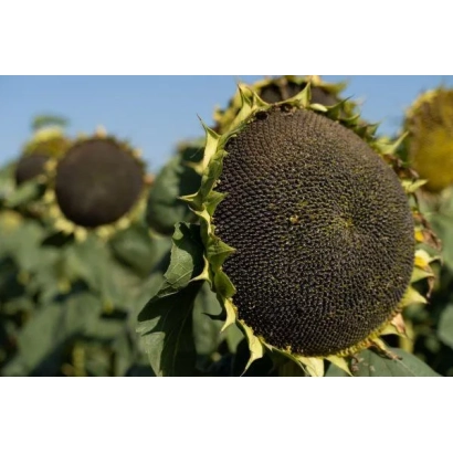 Солнечник на поле, крупный план зрелой головки - Н4Л472 КЛ