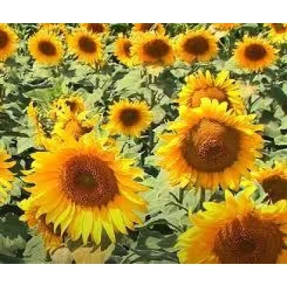 Поле подсолнечника с яркими цветами на фоне зелёной листвы - Н4ЛМ406