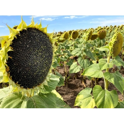 Солнечник на поле, крупный план зрелой головки с семенами - Н5Х493 КЛ