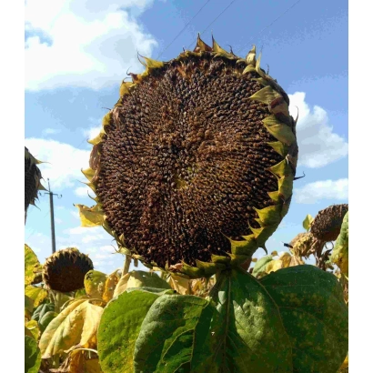 Dried sunflower against sky - SUNFLOWER NA 104 A
