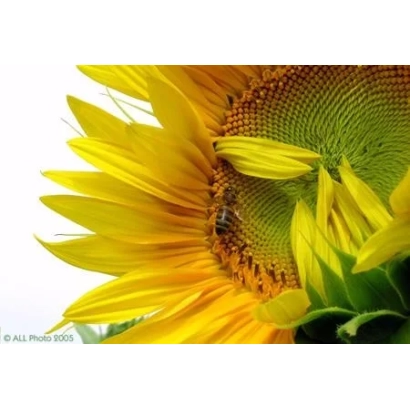 Sunny field with close-up of sunflower - Nadiya
