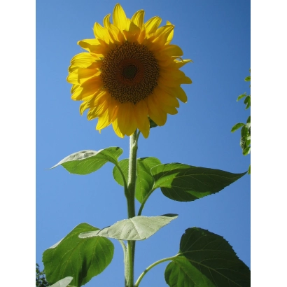 Sunflower against a blue sky - SUNFLOWER NAR 2