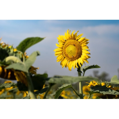 Sunflower in a field under a blue sky - NATALI