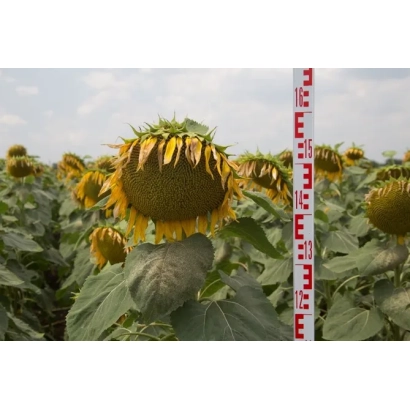 Ніка | Ніка | Nika — соняшник у полі з міркою