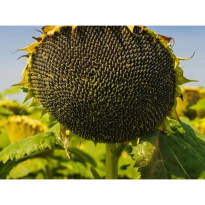 Солнечник на поле - НК Армони