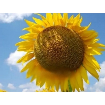 Солнцелист на фоне неба - НК Долби