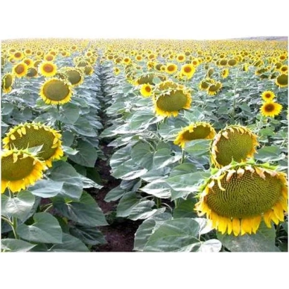 Поле подсолнечника НК Мелдими