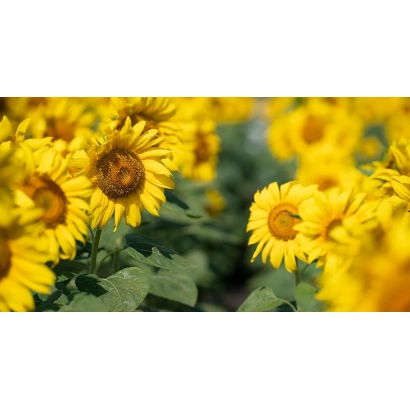 Солнечные цветы подсолнечника на фоне зелёных листьев - НК Октава