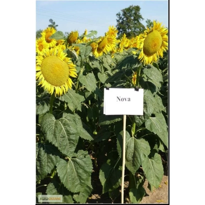 Соняшник сорту Nova на полі з табличкою - Нова