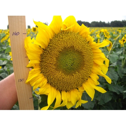 Сонячне поле з крупним планом підсонячника та дерев'яною лінійкою для вимірювання висоти - НР 003 Б