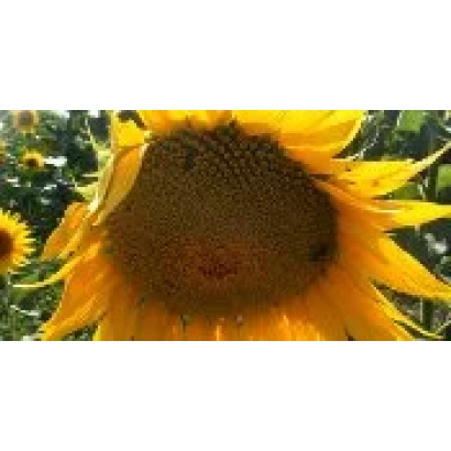 Солнцелист крупный план цветка подсолнечника - НС Див (кондитерский)