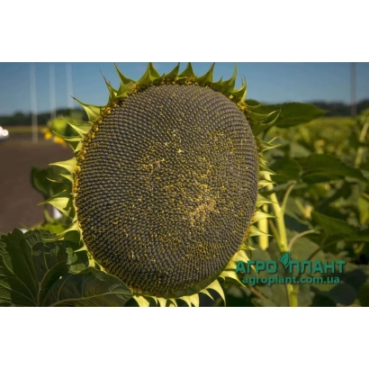 Солнечник сорта НС Х 2649 на поле