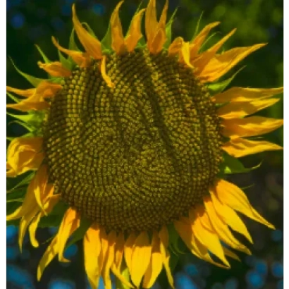 Солнечник на фоне неба - НС Х 26749