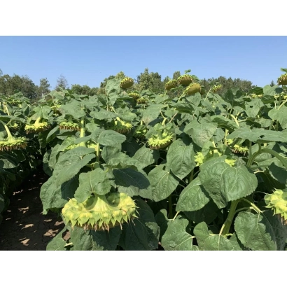 Поле подсолнечника NS H 498 на фоне голубого неба - НС Х 498