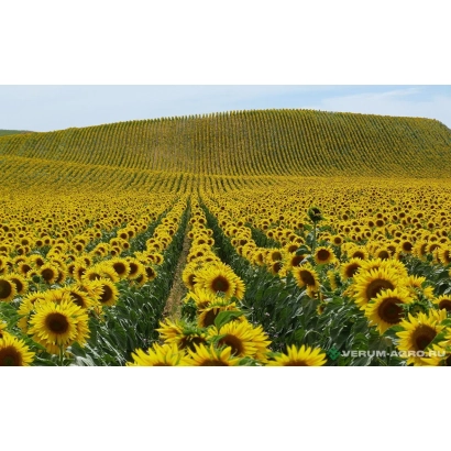 Sunflower field of variety NS X 6006