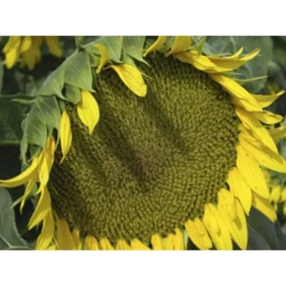 Солнечник на поле, крупный план цветка - НС-Х-6043