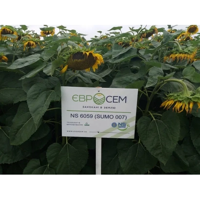 Знак с названием сорта подсолнечника NS-H-6059 (SUMO 007) на фоне растений - НС-Х-6059