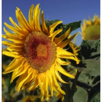 Солнечник на фоне синего неба - НС Х 6342