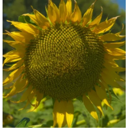 Солнцецвет NS H 6376 на поле - НС Х 6376