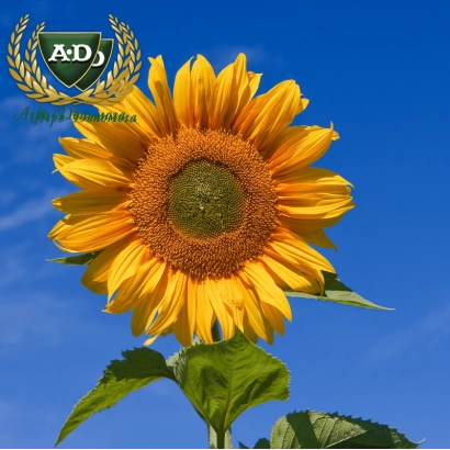 Солнцецветущий подсолнечник на фоне голубого неба с логотипом A&D - НС Х 6589