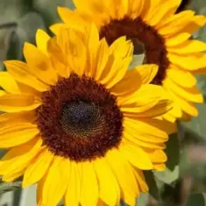 Соняшник на полі, що відповідає категорії Підсоняшник - НС Х 6773