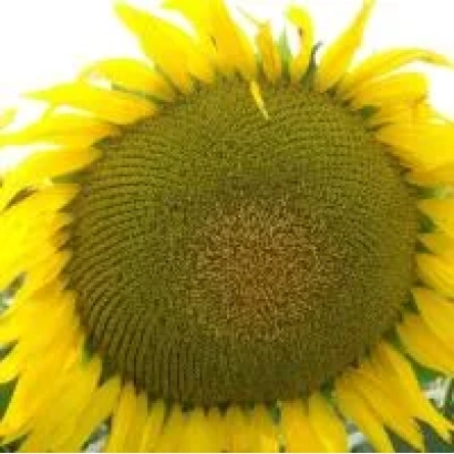 Квітка соняшника, що відповідає категорії Підсонячник - НС Х 7736