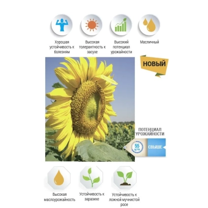 Соняшник НС Х 7738 на полі з іконками переваг