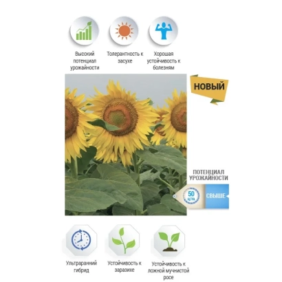 Солнечные подсолнухи на фоне зелёных листьев с надписью «НОВЫЙ» и иконками преимуществ - НС Х 7749