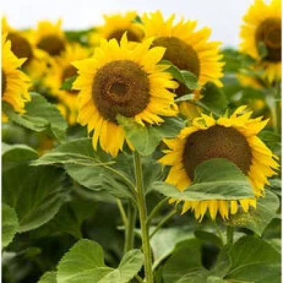 Сонячні підсонячники на полі - НС Х 7883