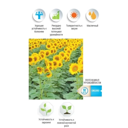 Солнечные цветы подсолнечника сорта НС Х 7901 на фоне зелёных листьев