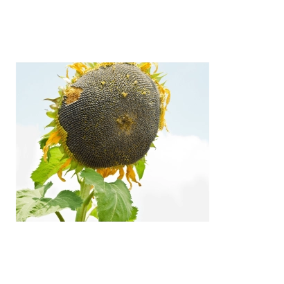 Соняцник NS H 7917 на полі - НС Х 7917