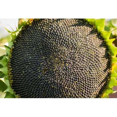 Созревший подсолнечник сорта НС КОНСТАНТИН ОР