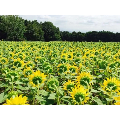 Поле соняшника на фоні дерев - НС РОНІН