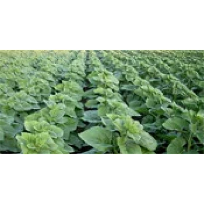 Поле подсолнечника сорта НС-Сумо-2017