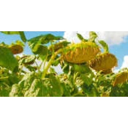 Солнечные подсолнухи на фоне голубого неба - НС-Сумо-2018