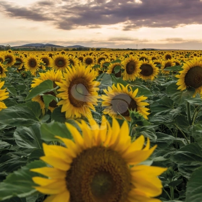Поле подсолнечника на закате - Нумантия
