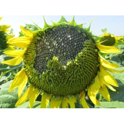 Солнечник на фоне поля - Обрион