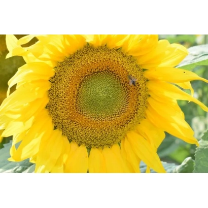 Sunflower in field - OD 173 A