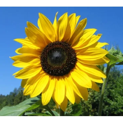 Sunflower against a blue sky, belongs to the Sunflower category - Odessa 249