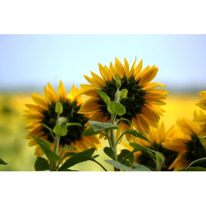 Соняшник на полі - Одор