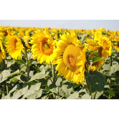 Field of sunflowers with bright yellow flowers against the sky - Olbaril