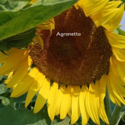 Солнечник с надписью Agronetto на лепестках - Олександрит