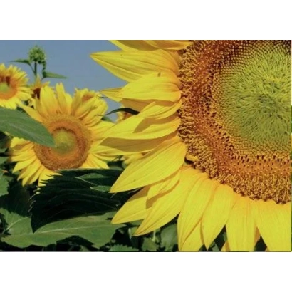 Сонячні квіти соняшника на тлі блакитного неба - Олімп