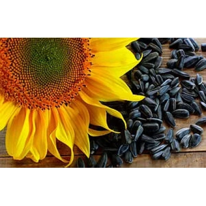 Солнцелист и подсолнечные семена на деревянной поверхности - Оллими