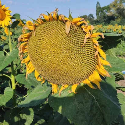 Солнечник на поле - Оплот