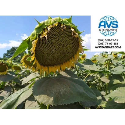 Соняшник на полі з логотипом AVISUNDA - Оптимум