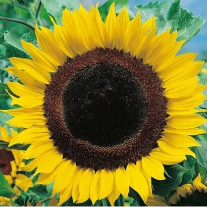 Солнцезерный цветок на фоне зелени - Оракул